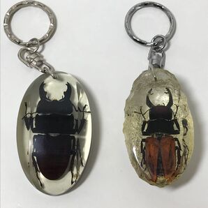 クワガタ 標本 キーホルダー