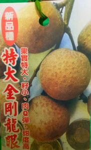 ☆★初売りセール★☆ 特大金剛龍眼 接木苗 １本 送料込み