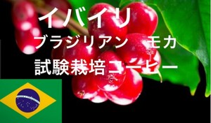 珍しいイバイリ種(ハワイアンモカ)コーヒー生豆1000g焙煎しておりません！ハンドピックしておりません！