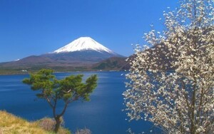 春の富士山と本栖湖の景色 絶景 風光明媚な景色 絵画風 壁紙ポスター 特大ワイド版921×576mm(はがせるシール式)030W1, 印刷物, ポスター, 科学、自然