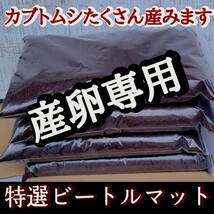 カブトムシの産卵専用　特選ビートルマット　オガを植菌で朽ちらせ室内で完熟発酵！　添加剤少なめで産卵意欲が高まり多産へと導きます_画像1