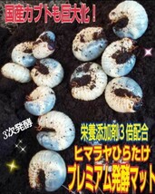 カブトムシ幼虫を入れるだけ！便利！20Lケース入り　プレミアム3次発酵マット　深いケースで大型成虫羽化できる！トレハロース強化配合_画像10