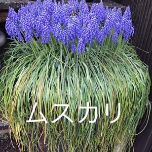 ムスカり、花韮