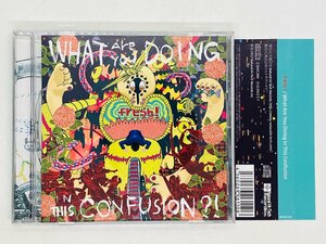 即決CD What are you doing in this confusion / fresh! / やさしさサヨナラ ハイビスカス 帯付き Z22