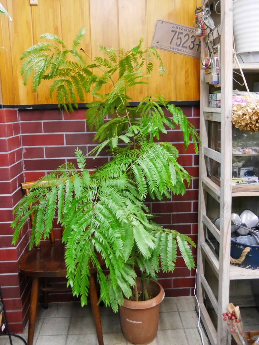 2023年最新】ヤフオク! -エバーフレッシュ 観葉植物の中古品・新品・未