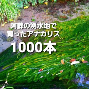 1000本以上 阿蘇の湧水で育った水草 天然アナカリス