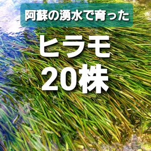 20株以上 ヒラモ 阿蘇の湧水で育った日本の水草 在来種バネスネリア 【アナカリス も販売中】