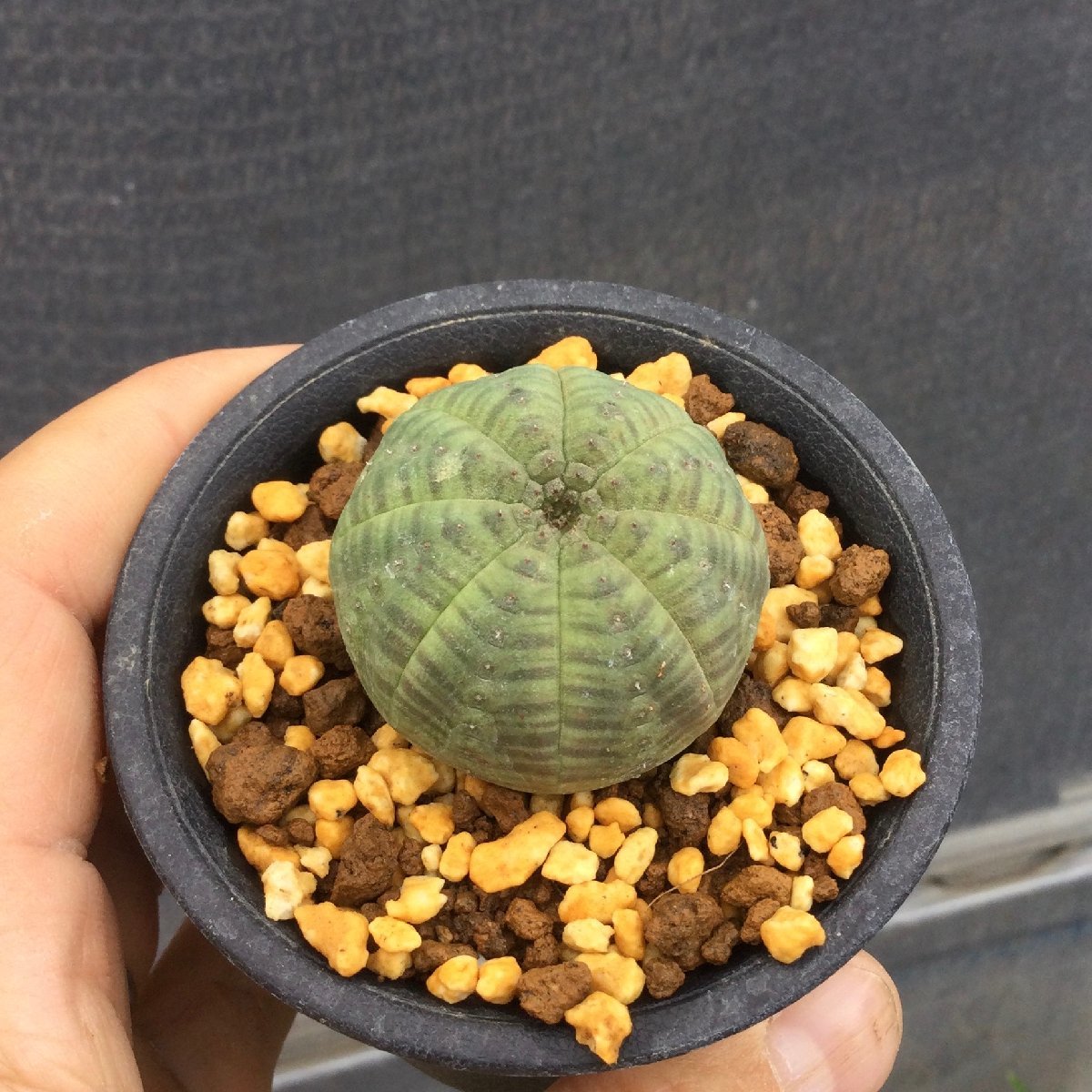 笹蟹鉄甲 7.5cm鉢 ユーフォルビア エムズプランツ JChere