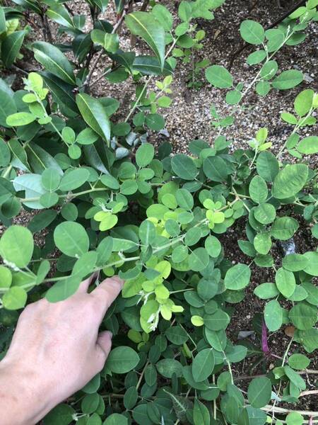 ハギ　1株　秋の山野草