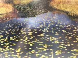 【額入り写真】「地塘の秋」　平成１０年度栃木県芳賀郡芸術祭準芸術祭賞 　作者不詳　 ハッセルブラード503cxi y09263500