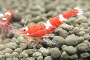  red shadow shrimp 31 pcs 2 point successful bid .+ all sorts 1 pcs addition 5 point successful bid . postage half-price 