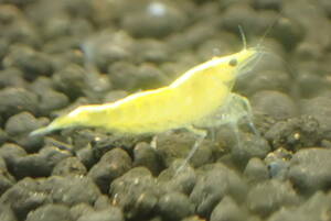  yellow Cherry shrimp shrimp 50 pcs 2 point successful bid .+ all sorts 1 pcs addition 5 point successful bid . postage half-price 