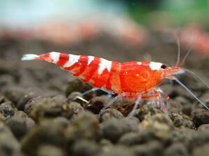  red fancy Tiger shrimp 18 pcs 2 point successful bid .+ all sorts 1 pcs addition 5 point successful bid . postage half-price 