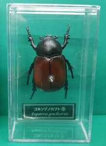 ゴホンヅノカブト　雌　♀　デアゴスティーニ　世界の昆虫　カブトムシ 甲虫 フィギュア　ケース未開封(ケースにスレや小傷・汚れ複数有り)