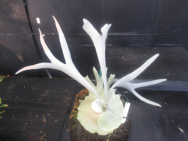 ヤフオク! -「blue」(ビカクシダ、コウモリラン) (観葉植物)の落札相場