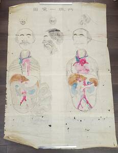 0825-216□当時物 内臓一覧図 古い 人体図 人体 内臓 医学 解剖図 虫食い有 マクリ? 貴重資料 サイズ 約63cm×90cm 