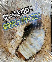 クワガタ・カブトムシ専用栄養添加剤　トレハロース粉末　マットや菌糸・ゼリーに混ぜるだけ！サイズアップ、産卵促進、長寿効果抜群です！_画像9