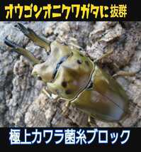 極上☆カワラ菌糸ブロック　 4000cc 　クヌギ１００％　初菌使用　 タランドゥスやオウゴンオニクワガタ・レギウスの大型化に！産卵床にも_画像8