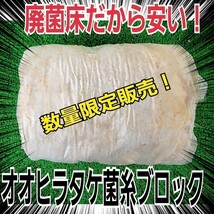 クワガタの産卵材の代わりに抜群です！　オオヒラタケ菌床ブロック　マットに埋め込むだけ！　簡単にほぐせるので幼虫の割り出しが楽です_画像8