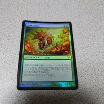 MTG BOK 滋養の群れ 日本語foil 一枚 即決_画像1