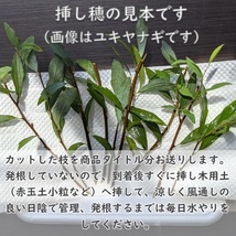 送料無料◆野ばら 挿し木用 挿し穂10本 半ツル性 一重咲き 白い薔薇 ローズ ノイバラ ノバラ ガーデニング 園芸_画像4