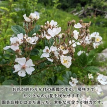 送料無料◆野ばら 挿し木用 挿し穂10本 半ツル性 一重咲き 白い薔薇 ローズ ノイバラ ノバラ ガーデニング 園芸_画像2