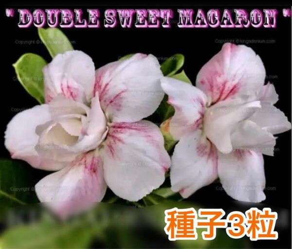 アデニウム・オベスム Double sweet Macaron 種子3粒