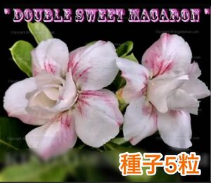 アデニウム・オベスム　"Double sweet Macaron" 種子5粒