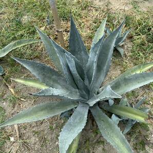 Agave americana sp アガベ アメリカーナ？ 特大 美株 の画像3