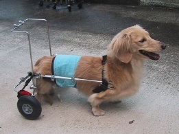 ヤマペットの小形犬用車椅子：レンタル・車いす・車イス・リハビリ・中古車