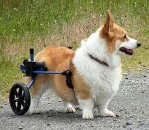 K-9中形犬用車椅子・車いす・車イス：・コーギー・ダックス等・レンタル・中古_画像1