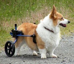 K-9中形犬用車椅子・車いす・車イス：・コーギー・ダックス等・レンタル・中古