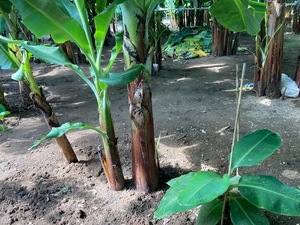 バナナ苗　グロスミッシェル種　中幹バナナ　株分苗