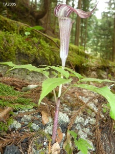 ☆ マムシ草 珍しい山野草です 1株 花違い 大阪から TA2005-2