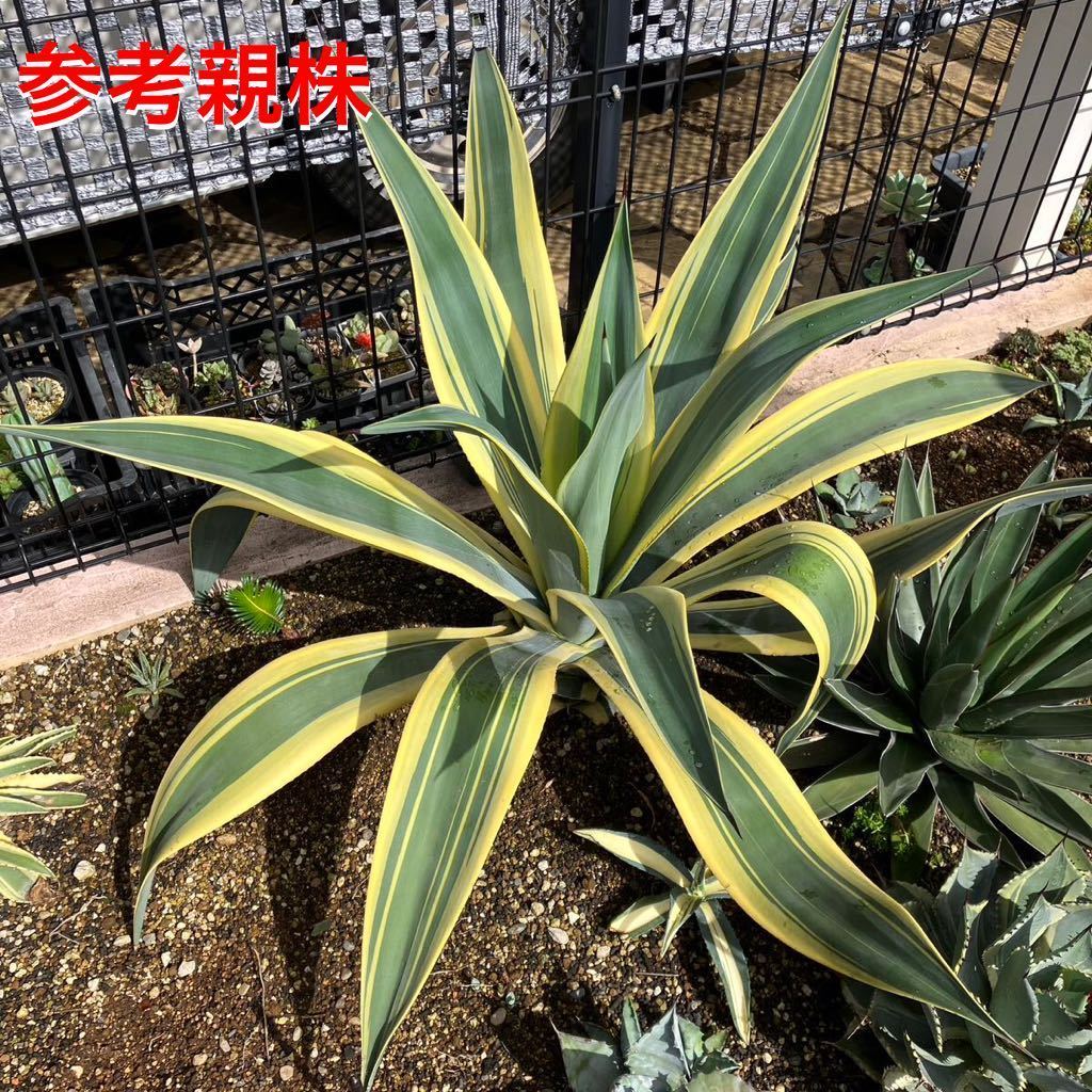 ヤフオク! -「ベリー」(アガベ) (観葉植物)の落札相場・落札価格