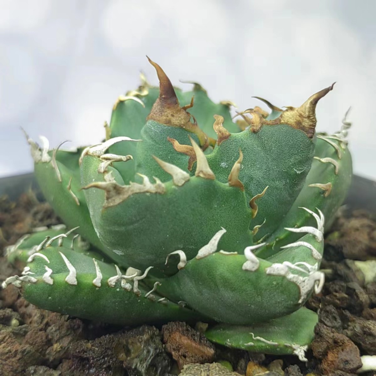 S-11アガベagave チタノタ魔丸矮型極上血統子株!強棘選抜( 検索皇冠包
