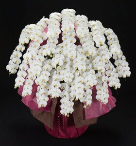 大輪　胡蝶蘭　コチョウラン　ファレノプシス　花の色　白　30本立て　贈答用　送料無料