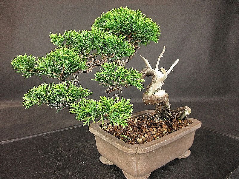 盆栽樂屋】◇糸魚川真柏BB66 (小品・貴風盆栽)(シャリ・捻転)(鉢