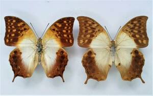  butterfly specimen oo screw ro cover ovaranes Pair *Tanzania,*Kenya