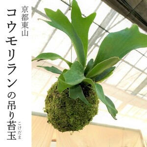 『コウモリランの吊り苔玉』ビカクシダ★アルキコルネ★苔玉★インテリア★観葉植物★送料無料_115