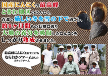 熟成 黒にんにく L球6個×5箱 青森県産 ホワイト6片種使用_画像2