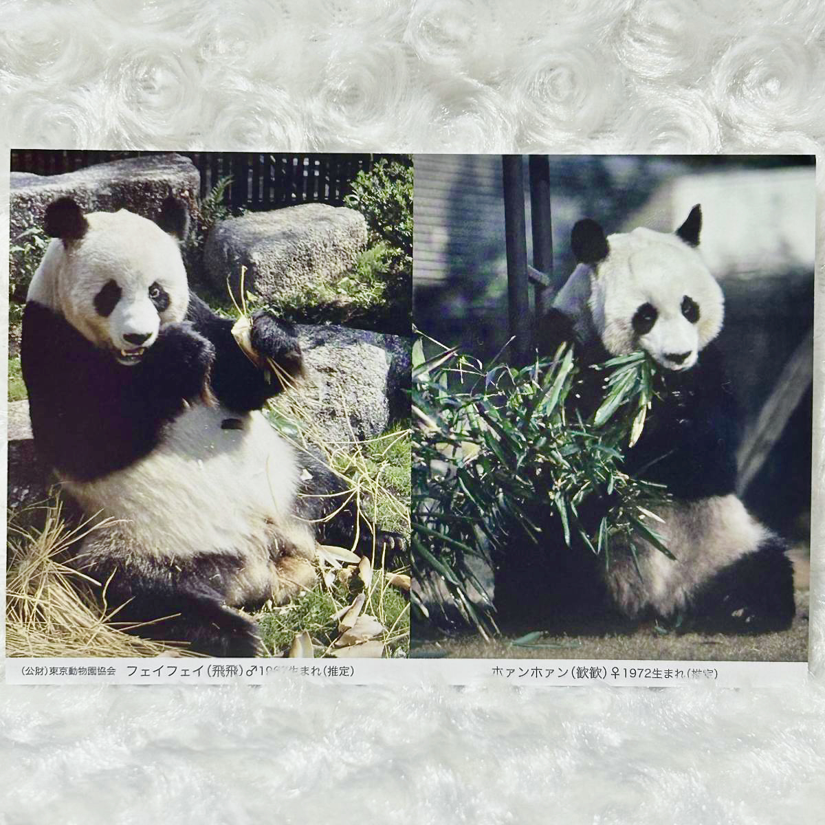 2023年最新】ヤフオク! -上野動物園(絵はがき、ポストカード)の中古品