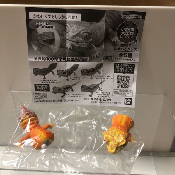 いきもの大図鑑レプティ BESTレオパ(タンジェリントレンパー)