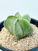 Astrophytum myriostigma アストロフィツム 碧瑠璃ランポー玉　ヘキラン メキシコ原産 抜き苗送料無料 検ランポー 四角ヘキラン 恩塚 実生_画像6