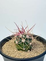 フェロカクタス 旋風玉 Ferocactus cylindraceus var.tortulospinus メキシコ 鯱頭変種 抜き苗送料無料 実生選抜株　神仙玉　ガーデン_画像1