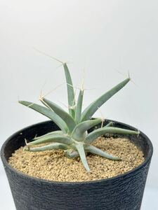 レウクテンベルギア　晃山 Leuchtenbergia principis 実生株 FN付 塊根サボテン 一属一種 抜き苗送料無料 検 コーデックス 黄花 塊根大