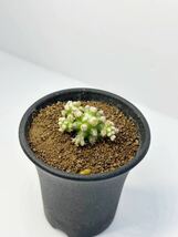 エキノカクタス　金鯱の泉 Echinocactus grusonii f. monst モンストローサ 綴化 抜き苗送料無料 サボテン 希少_画像6