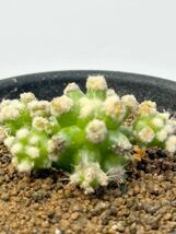 エキノカクタス　金鯱の泉 Echinocactus grusonii f. monst モンストローサ 綴化 抜き苗送料無料 サボテン 希少_画像2