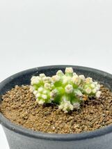 エキノカクタス　金鯱の泉 Echinocactus grusonii f. monst モンストローサ 綴化 抜き苗送料無料 サボテン 希少_画像4