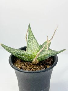 アロエ ルフィンギアナ Aloe deltoideodonta var. ruffingiana アフリカ原産 抜き苗送料無料 検 マダガスカル原産 美種アロエ